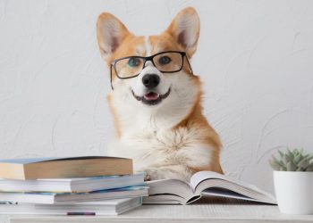 Šunų reitingas pagal intelektą: pats tiksliausias rikiavimas