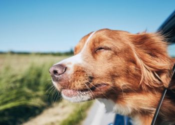 Keliaujame su šuniu automobiliu