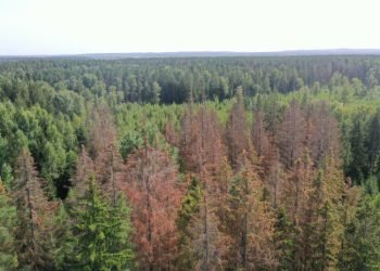 Blogėjant Eglynų Būklei Būtinos Papildomos Sanitarinės Apsaugos Priemonės