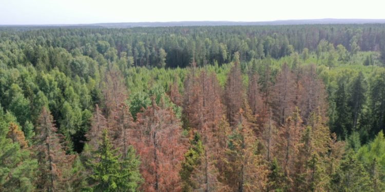 Blogėjant Eglynų Būklei Būtinos Papildomos Sanitarinės Apsaugos Priemonės