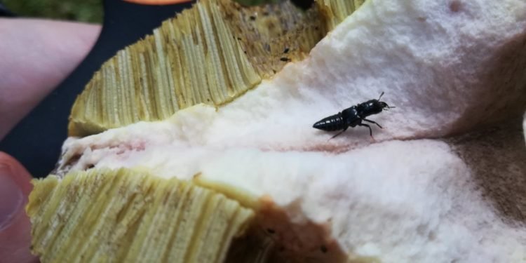 Grybautojai Prašomi Padėti Surasti Vabalą Slapuką – Manerheimo Grybinuką