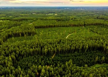 Baltijos šalių Privačių Miškų Ekspertų Susitikime Aptarti Privačių Miškų Savininkams Aktualūs Klausimai