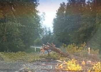 Po Pirmadienį Prasiautusios Audros Dar šalinami Nuvirtę Medžiai