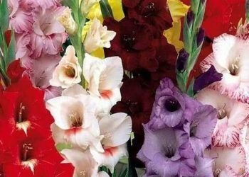 Orus Mokytojas: Kaip Jį šiandien Priima Visuomenė