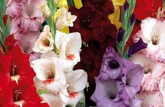 Orus Mokytojas: Kaip Jį šiandien Priima Visuomenė