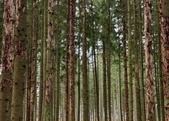 Pavojingiausio Eglės Liemenų Kenkėjo Populiacija šiemet Išaugo 55 Proc.