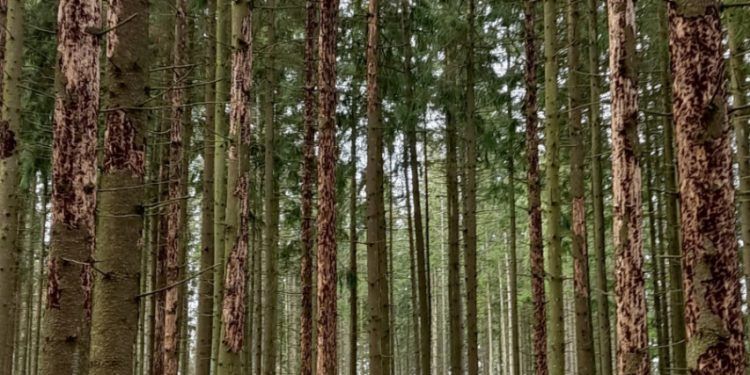 Pavojingiausio Eglės Liemenų Kenkėjo Populiacija šiemet Išaugo 55 Proc.