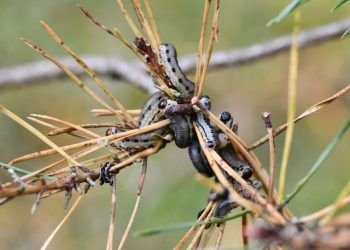 Ignalinos Rajono Miškus Siaubia Pušinis Pjūklelis