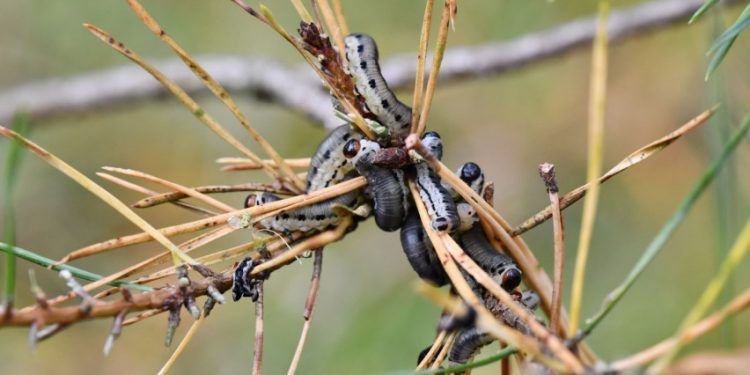 Ignalinos Rajono Miškus Siaubia Pušinis Pjūklelis