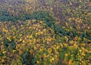 Baltijos – Šiaurės šalių Miškų Statistikos Specialistai Aptaria Miškų Sektoriaus Aktualijas