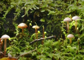 Lietuvoje Atrastas Retas Grybas  – Mažas, Bet Gražus Ir Svarbus Miško Ekosistemai