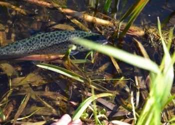 Draudimas žvejoti šlakius Ir Lašišas Jų Migracijai Svarbiose Upėse šiemet įsigalios Vėliau