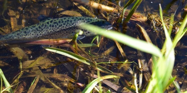 Draudimas žvejoti šlakius Ir Lašišas Jų Migracijai Svarbiose Upėse šiemet įsigalios Vėliau