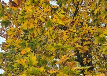 Kodėl Gelstančius Klevų Lapus šį Rudenį Nusėjo Juodos Dėmės?