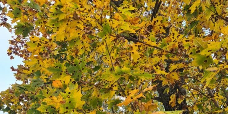 Kodėl Gelstančius Klevų Lapus šį Rudenį Nusėjo Juodos Dėmės?
