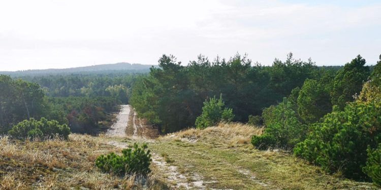 Nepažinta Giedružės Kopa Nidoje