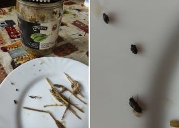 Konservuotos rūgštynės