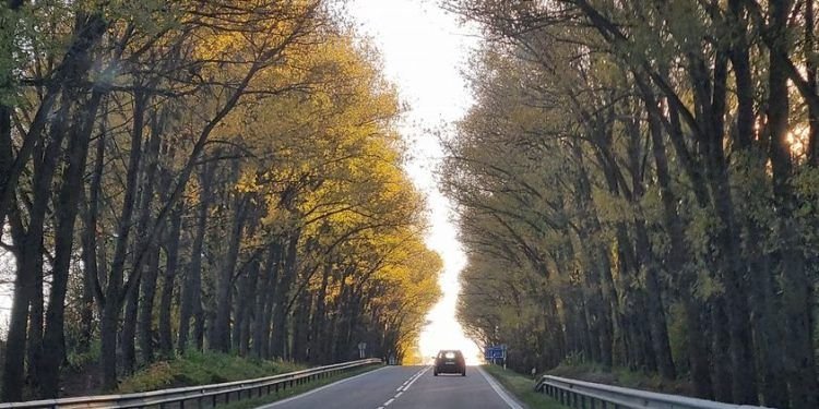 Pavojus Dar Vienai Alėjai