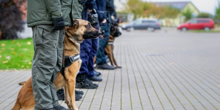 Kauno Apskrityje Vyksta Pareigūnų, Dirbančių Su Tarnybiniais šunimis, Daugiakovės Pirmenybės
