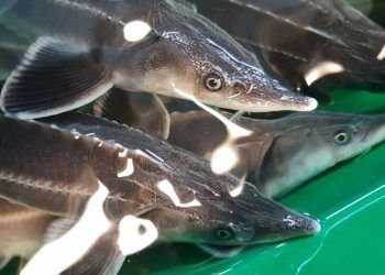 Į Nerį Paleis Nykstančių žuvų – Aštriašnipių Eršketų