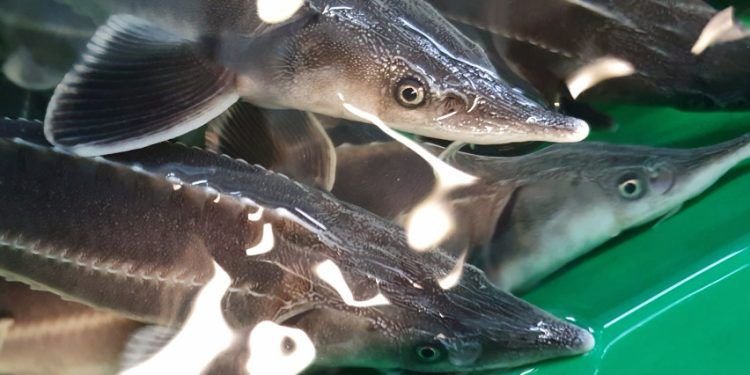 Į Nerį Paleis Nykstančių žuvų – Aštriašnipių Eršketų