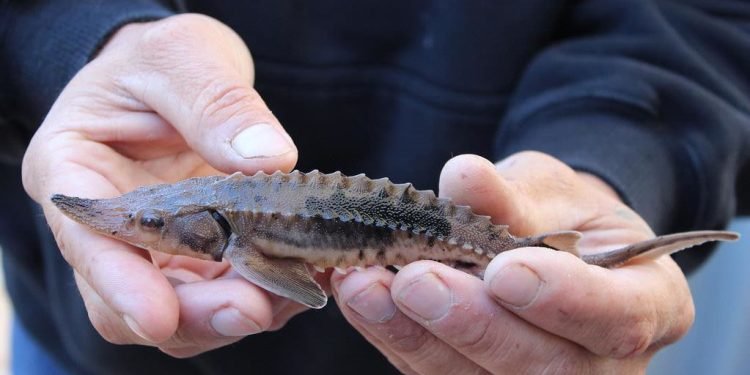 Elektrėnų Savivaldybėje į Nerį Paleista Nykstančių žuvų – 5 Tūkst. Aštriašnipių Eršketų