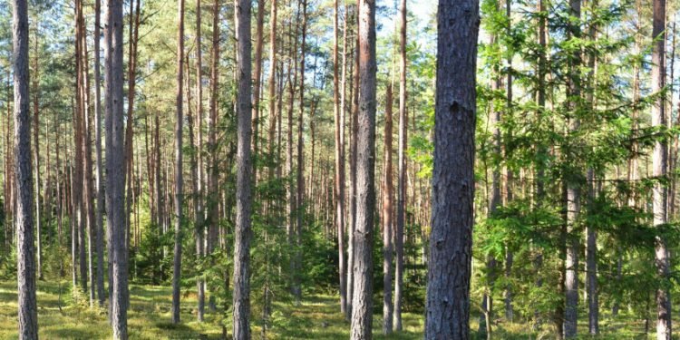 Privataus Miško Savininkai Už Saugomose Teritorijose Nustatytus Veiklos Apribojimus Gali Gauti Kompensacijas