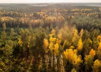 Privačių Miškų Savininkų Apklausa Atskleidė Augančią Sektoriaus Brandą