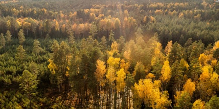 Privačių Miškų Savininkų Apklausa Atskleidė Augančią Sektoriaus Brandą