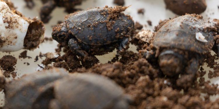 Baliniai Vėžliukai Perkelti Saugesniam žiemojimui