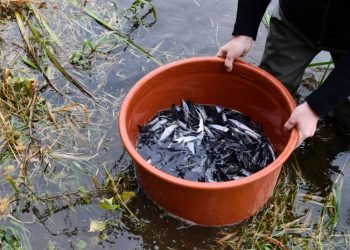 Vertingų žuvų Populiacijos Atkūrimui – Parama Ir Specialistų Rūpestis