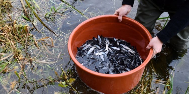 Vertingų žuvų Populiacijos Atkūrimui – Parama Ir Specialistų Rūpestis