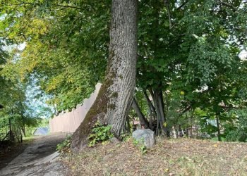 Fotofaktas. Išgelbėjo Medį