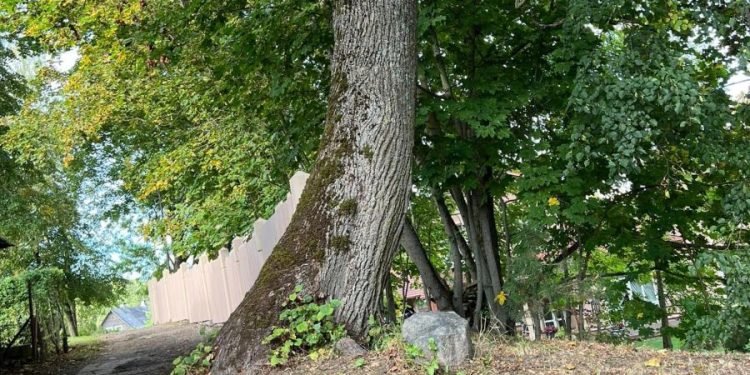 Fotofaktas. Išgelbėjo Medį Fotofaktas. Išgelbėjo Medį