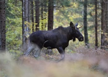 „Švilpukas Saugo“ – Lietuvos Policija Ir UAB „Eoltas“ Prisideda Prie Saugumo Keliuose