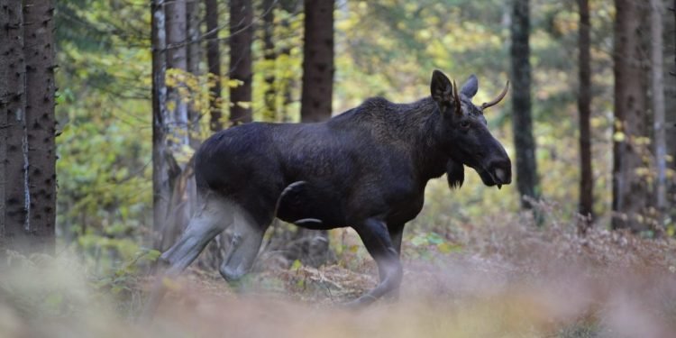 „Švilpukas Saugo“ – Lietuvos Policija Ir UAB „Eoltas“ Prisideda Prie Saugumo Keliuose
