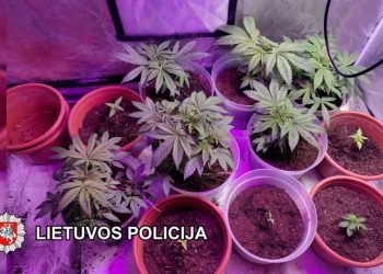 Klaipėdos Pareigūnai Baigė Tyrimą Dėl Galimo Neteisėto Narkotinių Medžiagų Platinimo