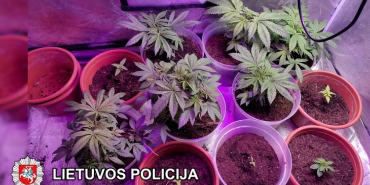 Klaipėdos Pareigūnai Baigė Tyrimą Dėl Galimo Neteisėto Narkotinių Medžiagų Platinimo