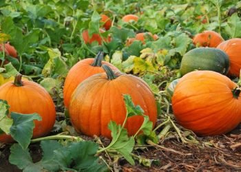 „Maisto Bankas“ Kviečia Helovyną švęsti Kitaip – Moliūgus Aukoti Skurstantiems