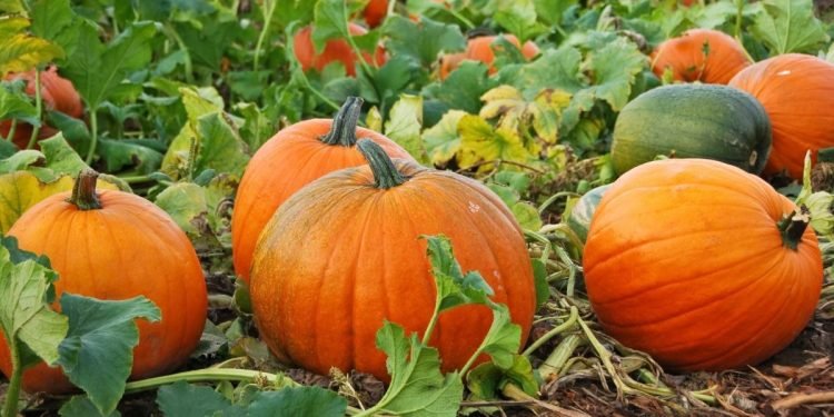 „Maisto Bankas“ Kviečia Helovyną švęsti Kitaip – Moliūgus Aukoti Skurstantiems