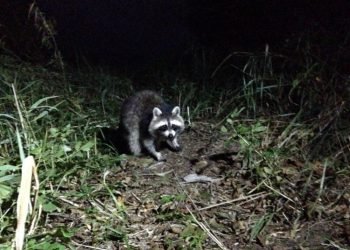 Kuršių Nerijos Nacionaliniame Parke Pastebėti Meškėnai: Jei Pamatysite, Praneškite