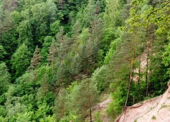 Kviečiame Susipažinti Su Siūlomais Leidimų Kirsti Mišką Išdavimo Tvarkos Pakeitimais