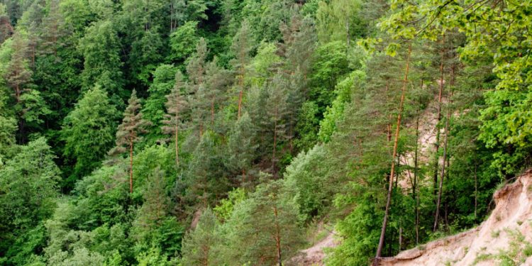 Kviečiame Susipažinti Su Siūlomais Leidimų Kirsti Mišką Išdavimo Tvarkos Pakeitimais Kviečiame Susipažinti Su Siūlomais Leidimų Kirsti Mišką Išdavimo Tvarkos Pakeitimais