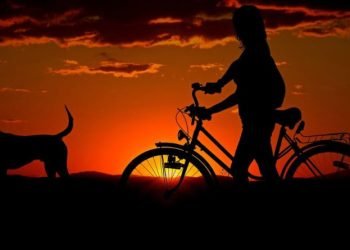 Konservai šuniui Kelionėje: Ką Reikia žinoti?