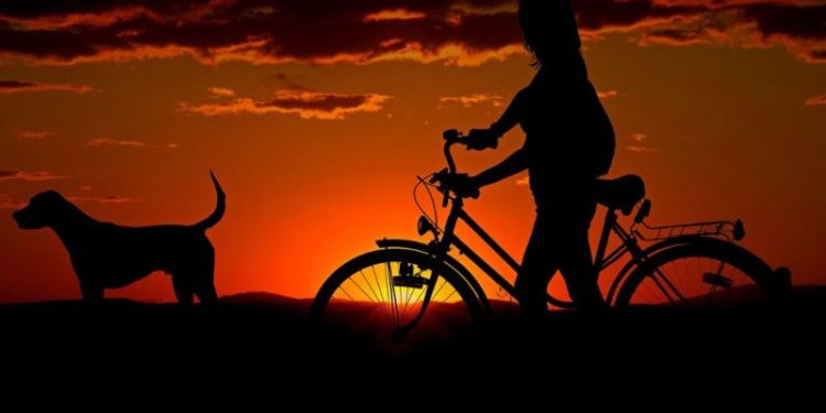 Konservai šuniui Kelionėje: Ką Reikia žinoti? Konservai šuniui Kelionėje: Ką Reikia žinoti?