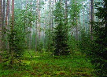 Siūlomi Leidimų Kirsti Mišką Išdavimo Tvarkos Pakeitimai