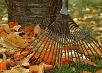 Aplinkosaugininkai Primena: Nukritusius Lapus Deginkite Atsakingai