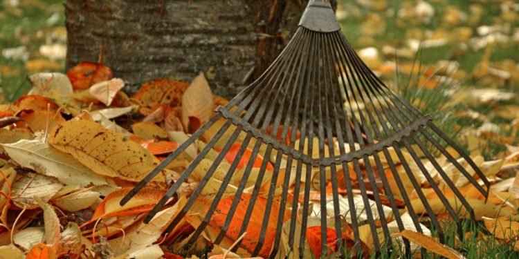 Aplinkosaugininkai Primena: Nukritusius Lapus Deginkite Atsakingai