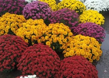 Anykštėnų Ir Miesto Svečių Dėmesiui!