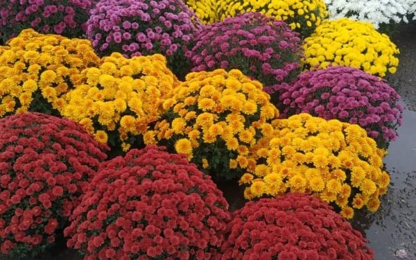 Anykštėnų Ir Miesto Svečių Dėmesiui!